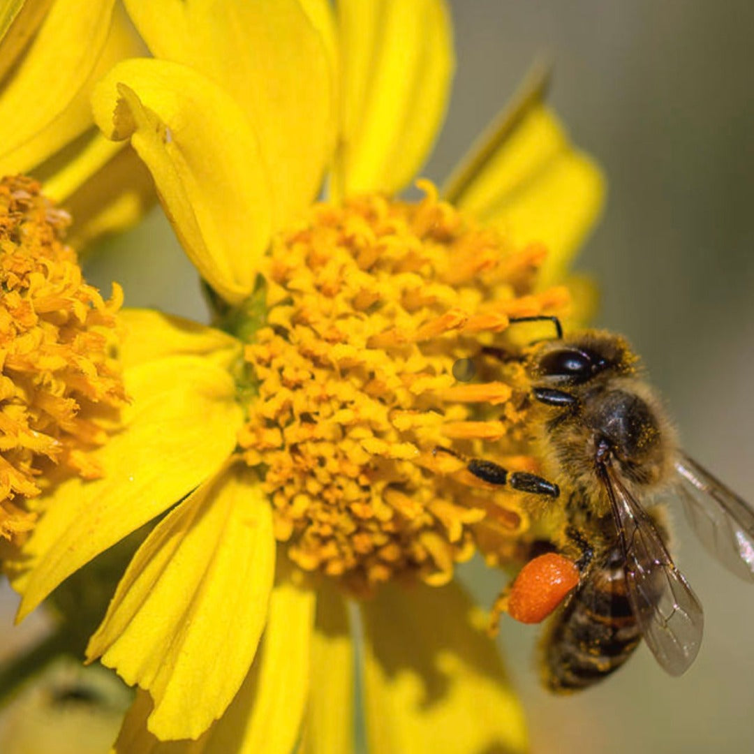 
                  
                    Bee Pollen Granules, Powder or Capsules - Copper, B-Vitamins and Amino Acids
                  
                